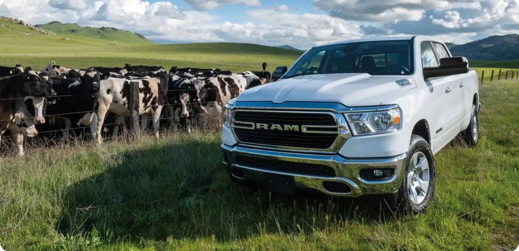 White 2021 Ram 1500 parked in front of a cute herd of cows on a bright, sunny day.