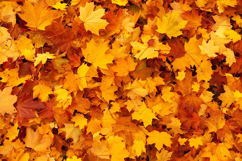 fall activities near brigham city utah 