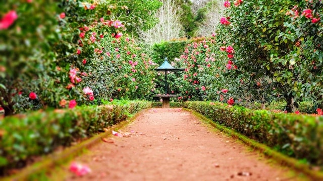Brown pathway between green plants