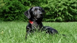 4 Dog-Friendly Parks in Indianapolis