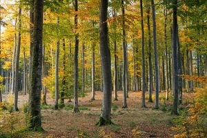 4 Reasons to Love Living in Carmel, IN