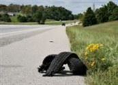 Ruined Tire