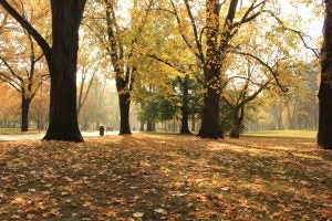 Tranquil autumn photos with leaves on the ground and bare-naked trees in the background.