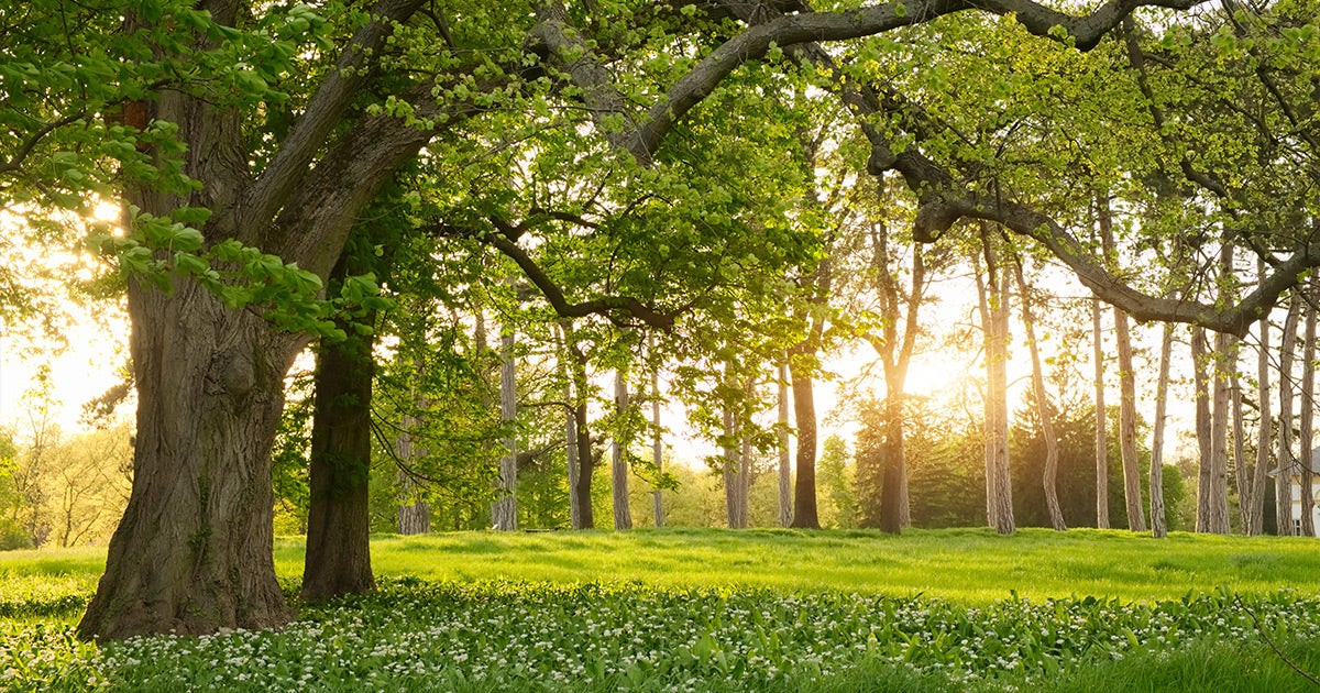 This image is of a serene forest landscape with large trees, green grass, small white flowers, and golden sunlight filtering through the branches at sunset or sunrise.
