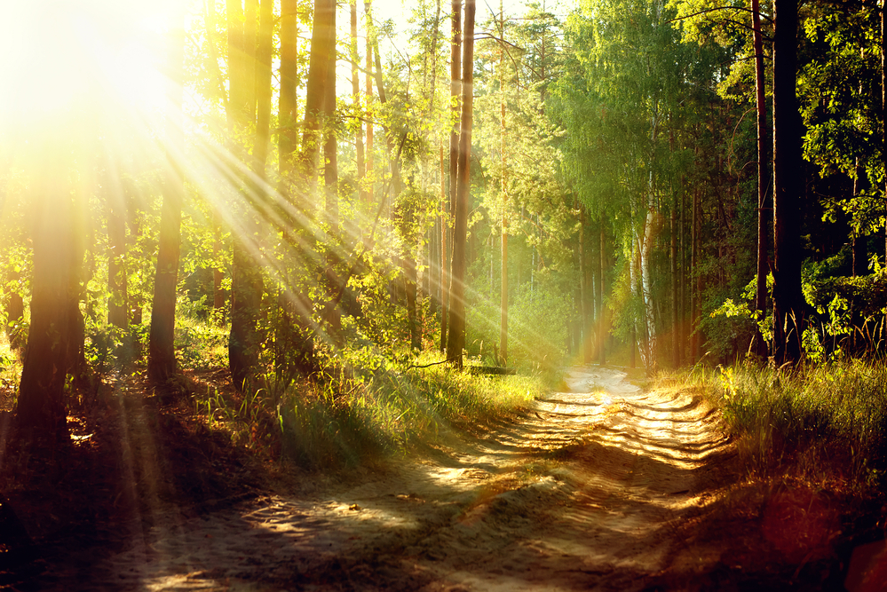 5_Amazing_Hiking_Trails_Near_St._Louis_637655805098828280