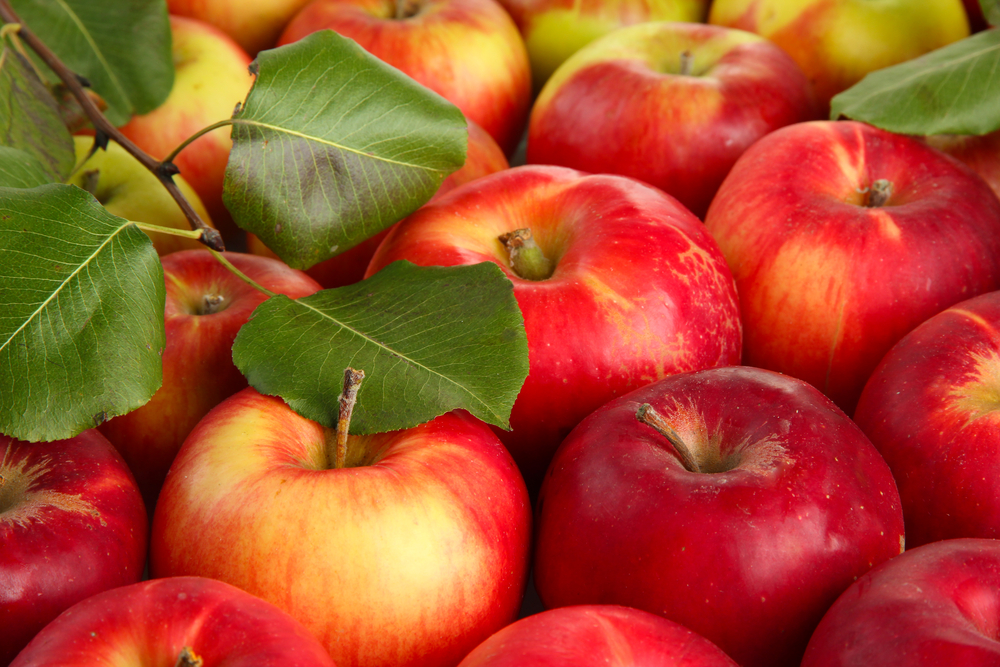 Apples in Madison, VA