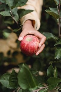 Close Up of Red Apple | Madison, VA