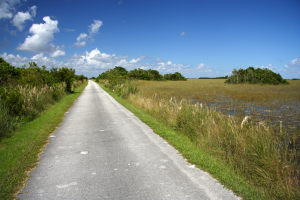 Trail lined by grass
