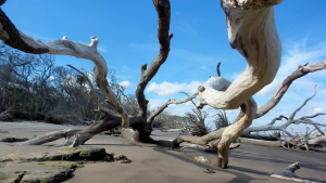 Tree Branches