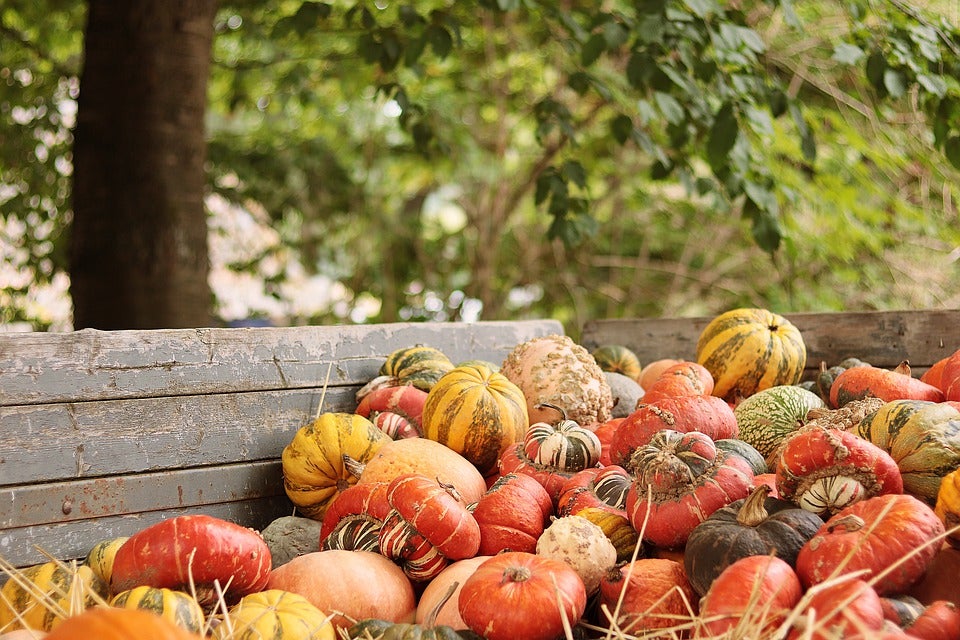 pumpkins-7545052_960_720