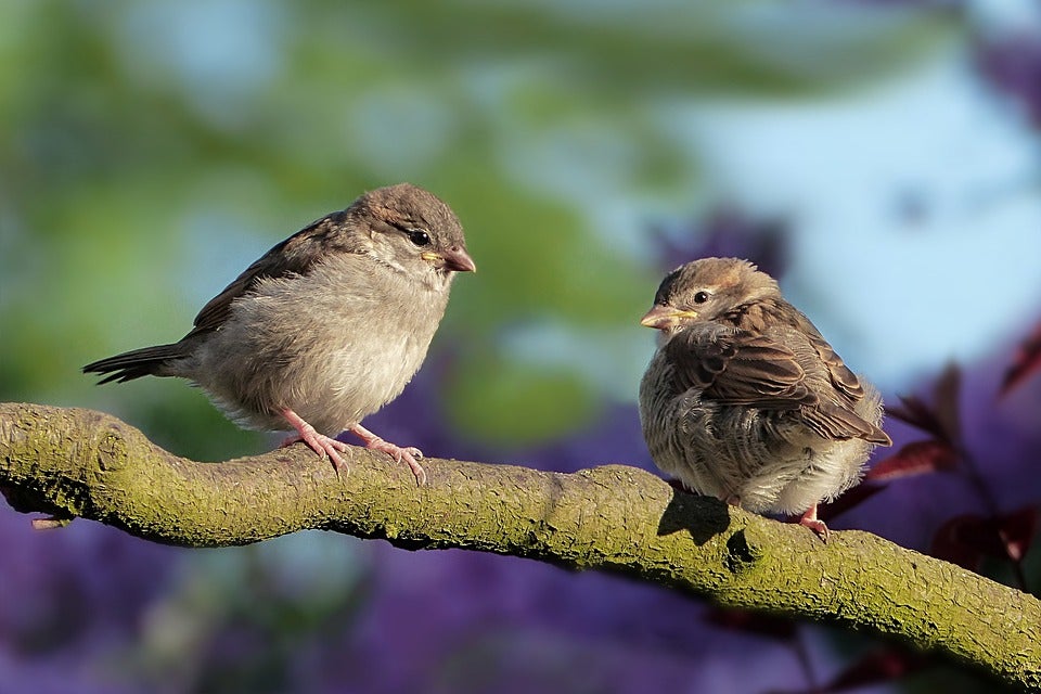 sparrows-3434123_960_720