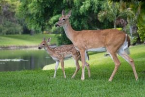 Deer at a park
