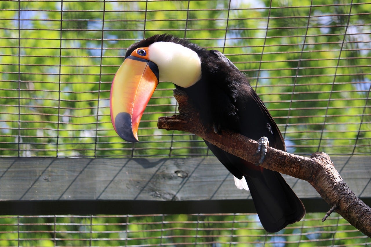 toucan-6883970_1280