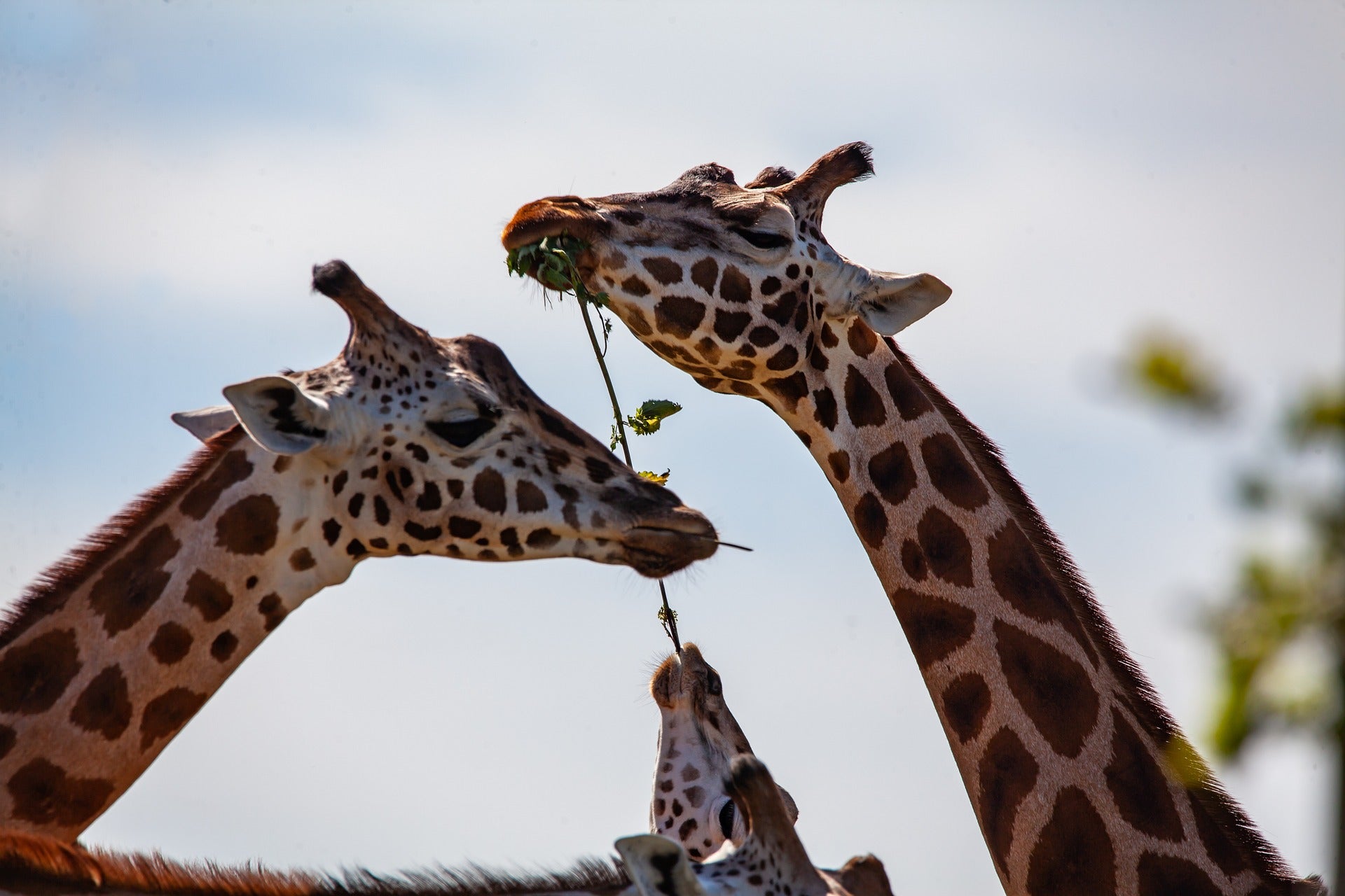 giraffe-4366005_1920