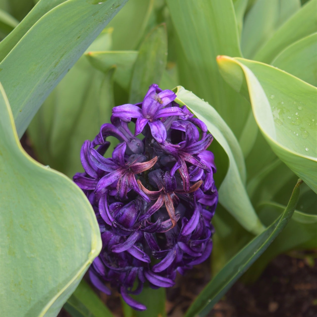 purple-flower-4353420_1280