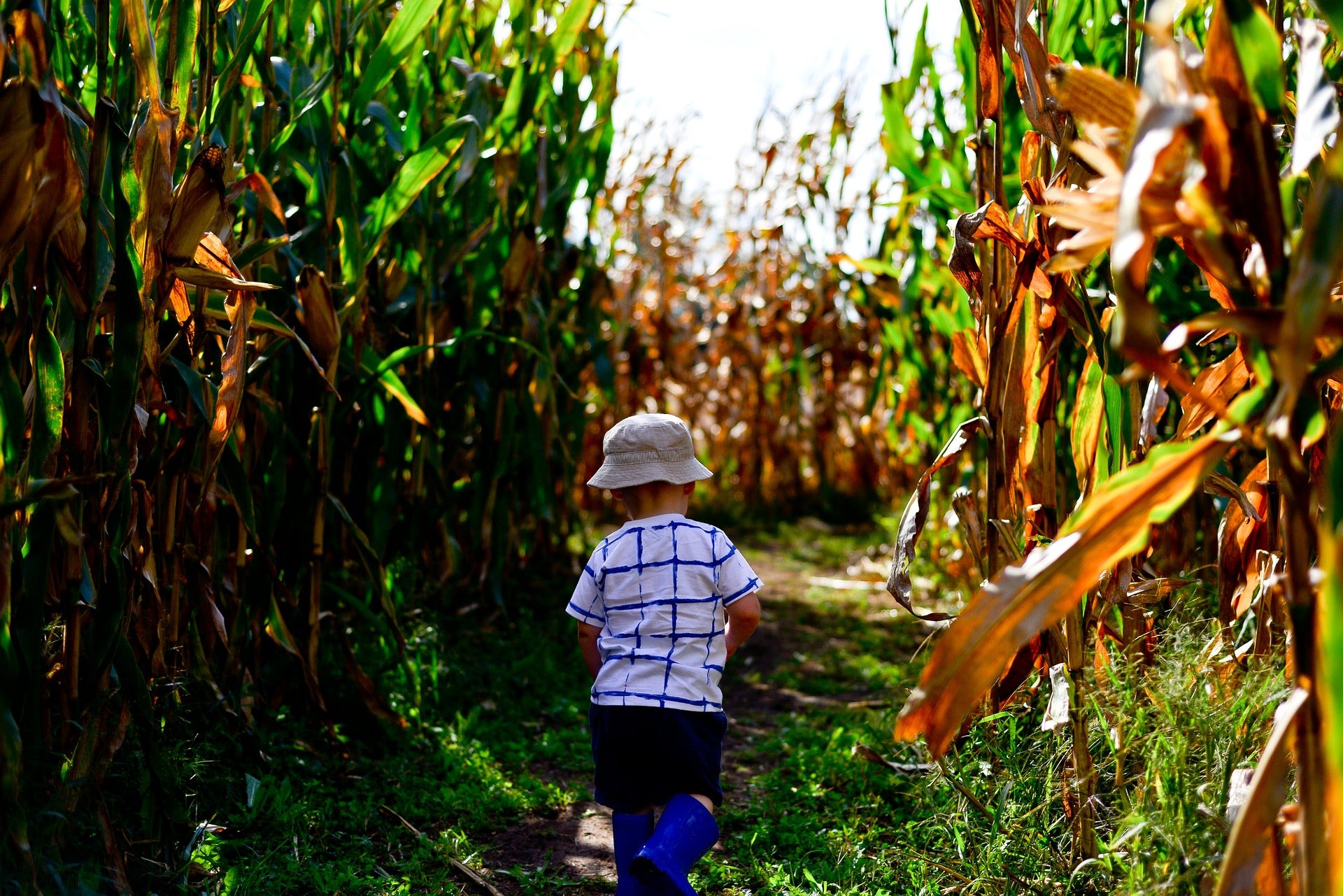3 Fun Fall Activities