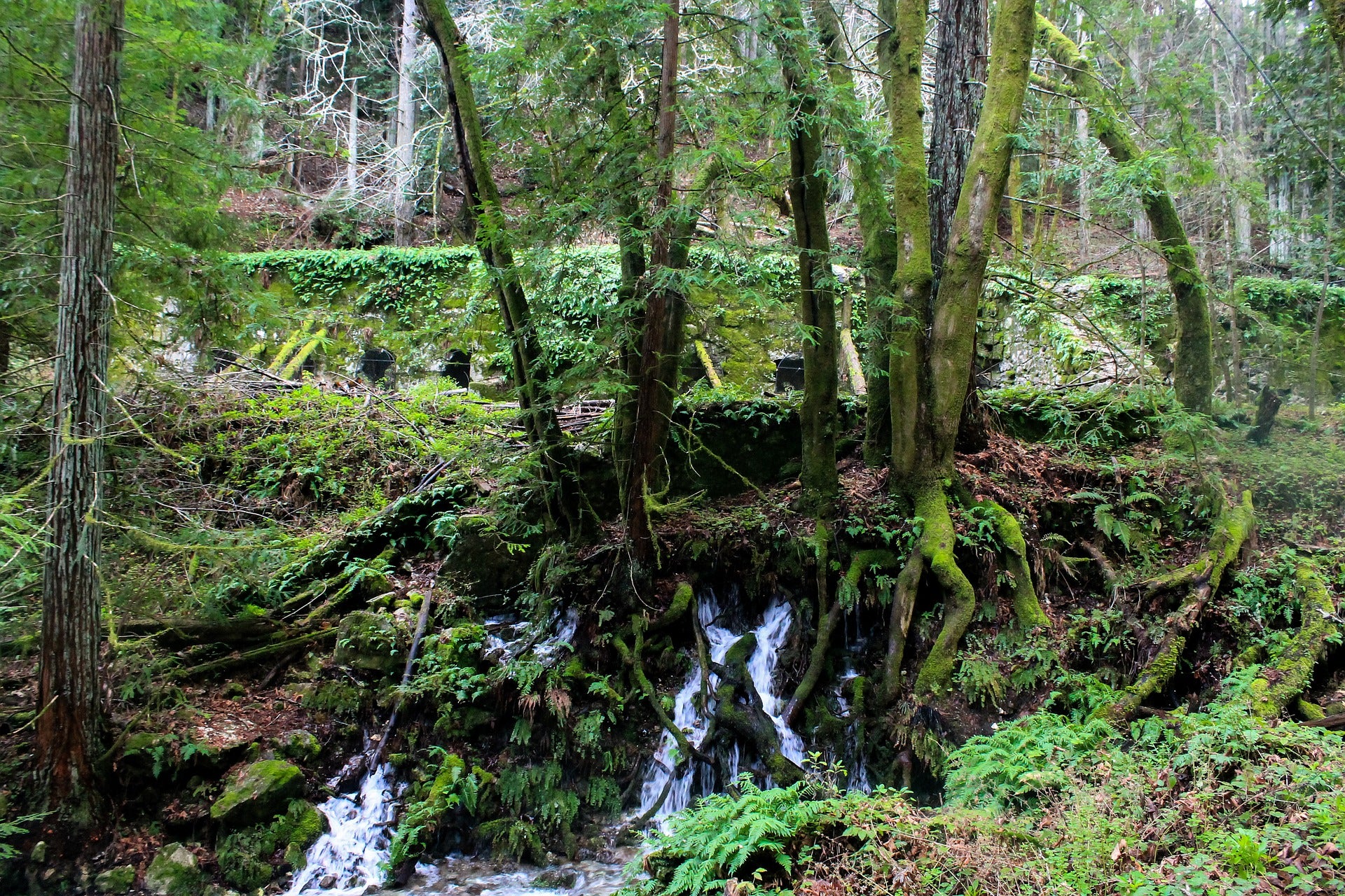 forest-2107467_1920
