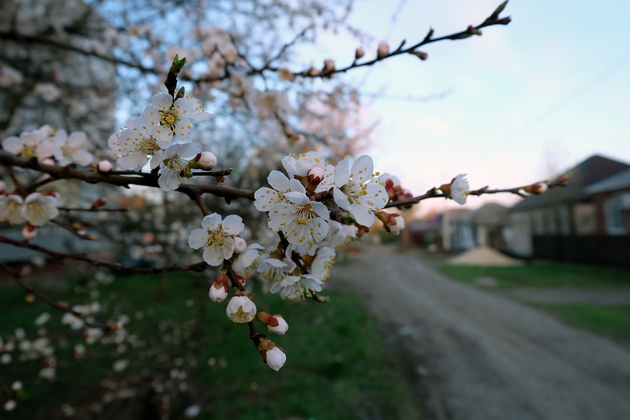 cherry-2342398_1280
