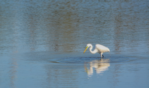 Swimming duck