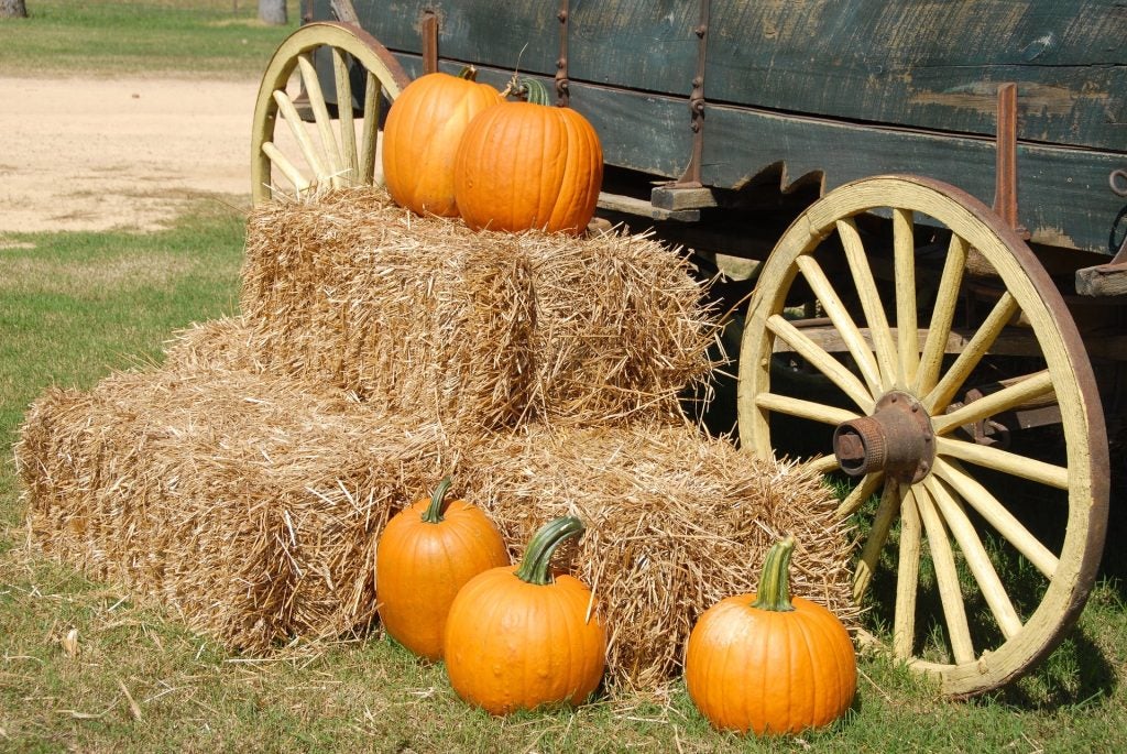 pumpkin patch