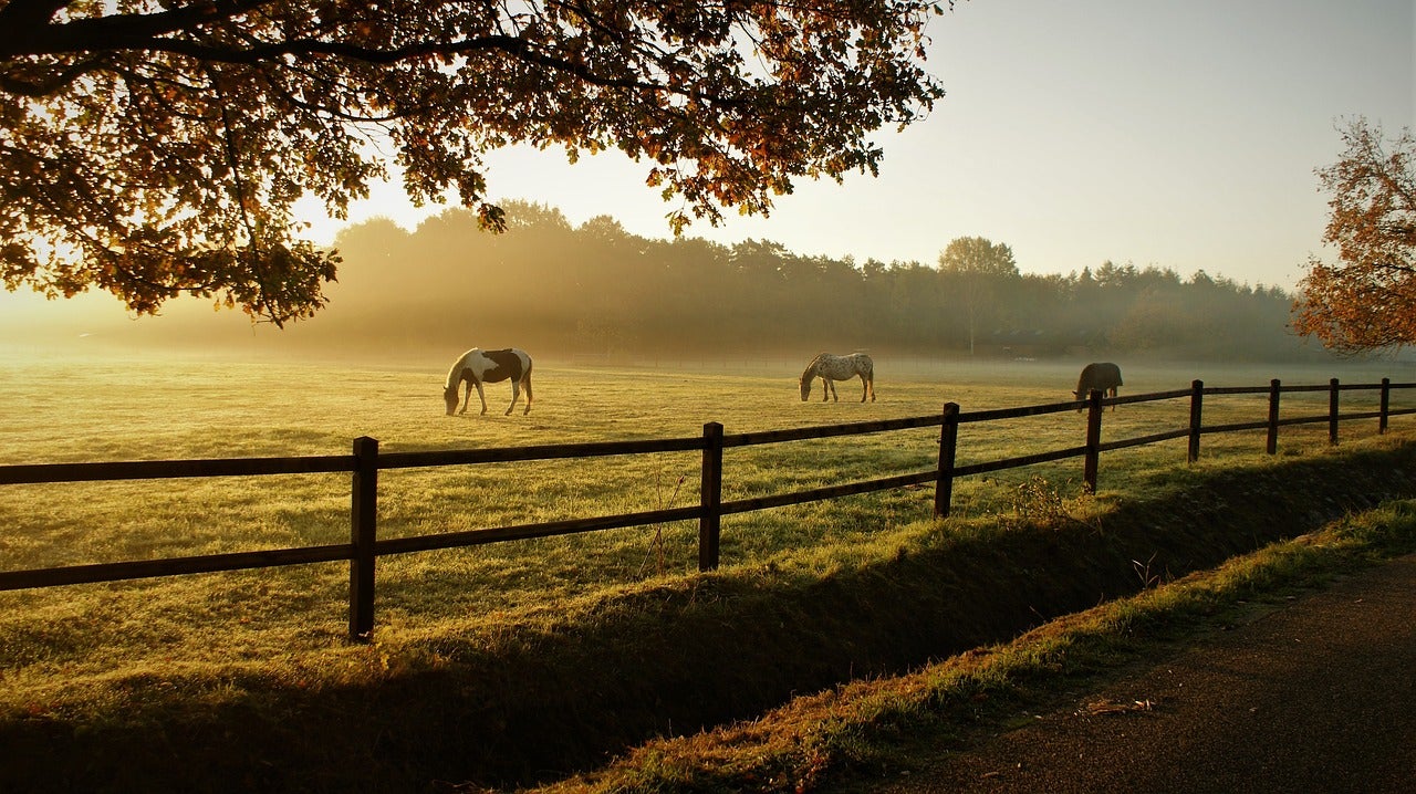 horses