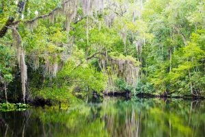 Creek and trees