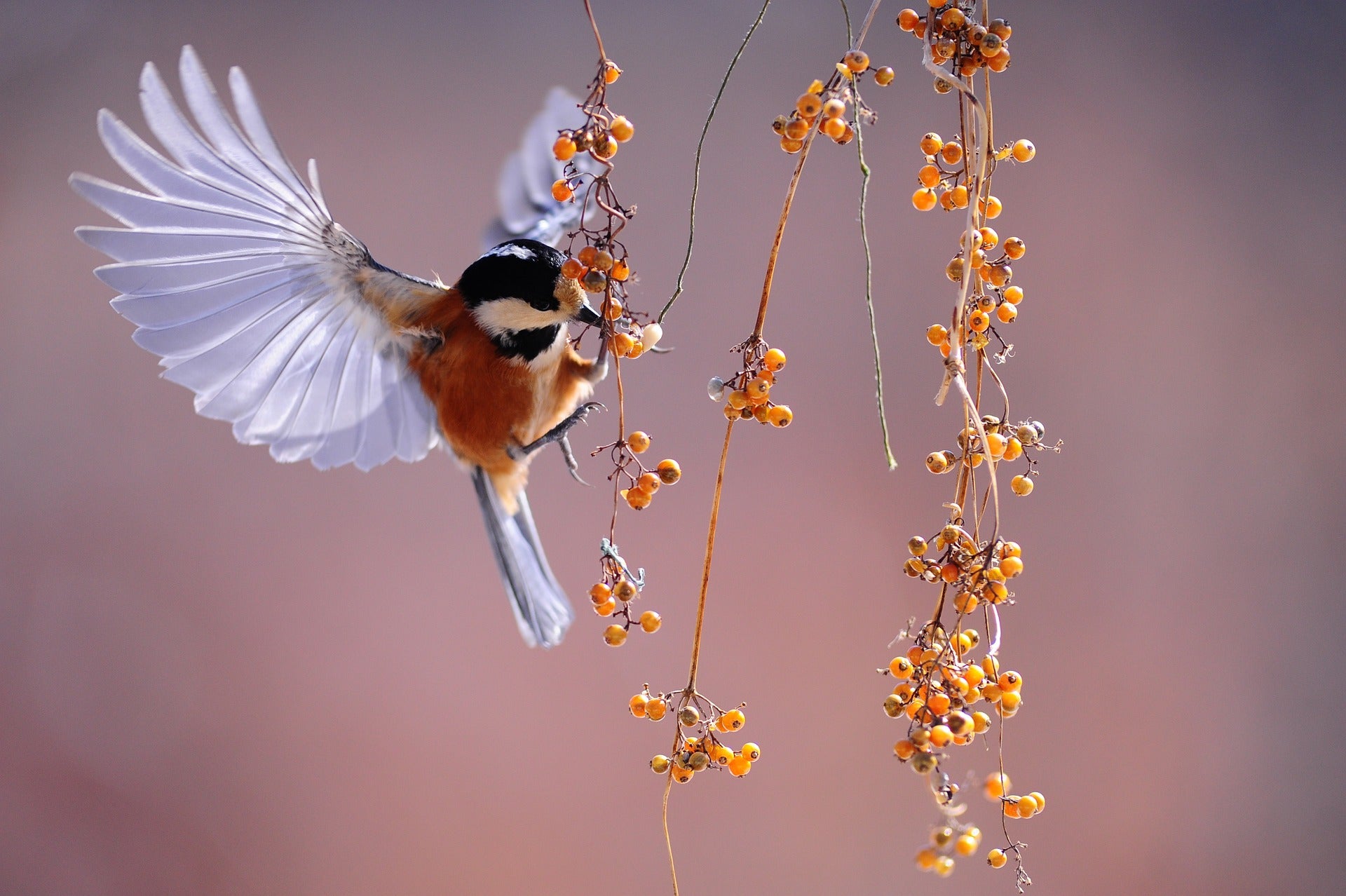 4 Great Birdwatching