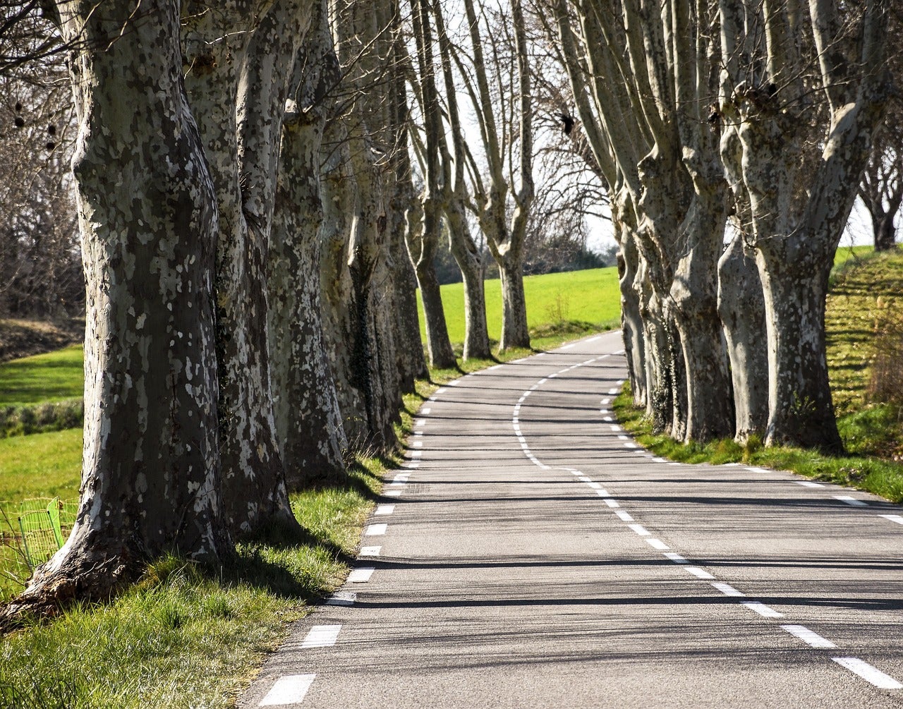 tree-lined-4088737_1280