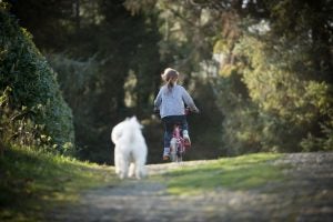 Puppy following behind girl on bike