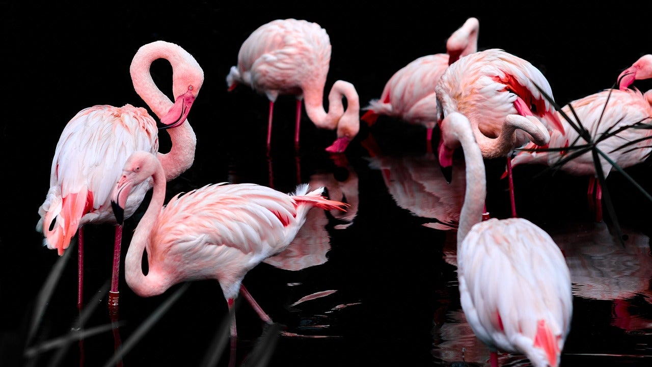 flamingos-3206415_1280
