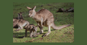 Kangaroos | Drive Direct in Columbus, OH