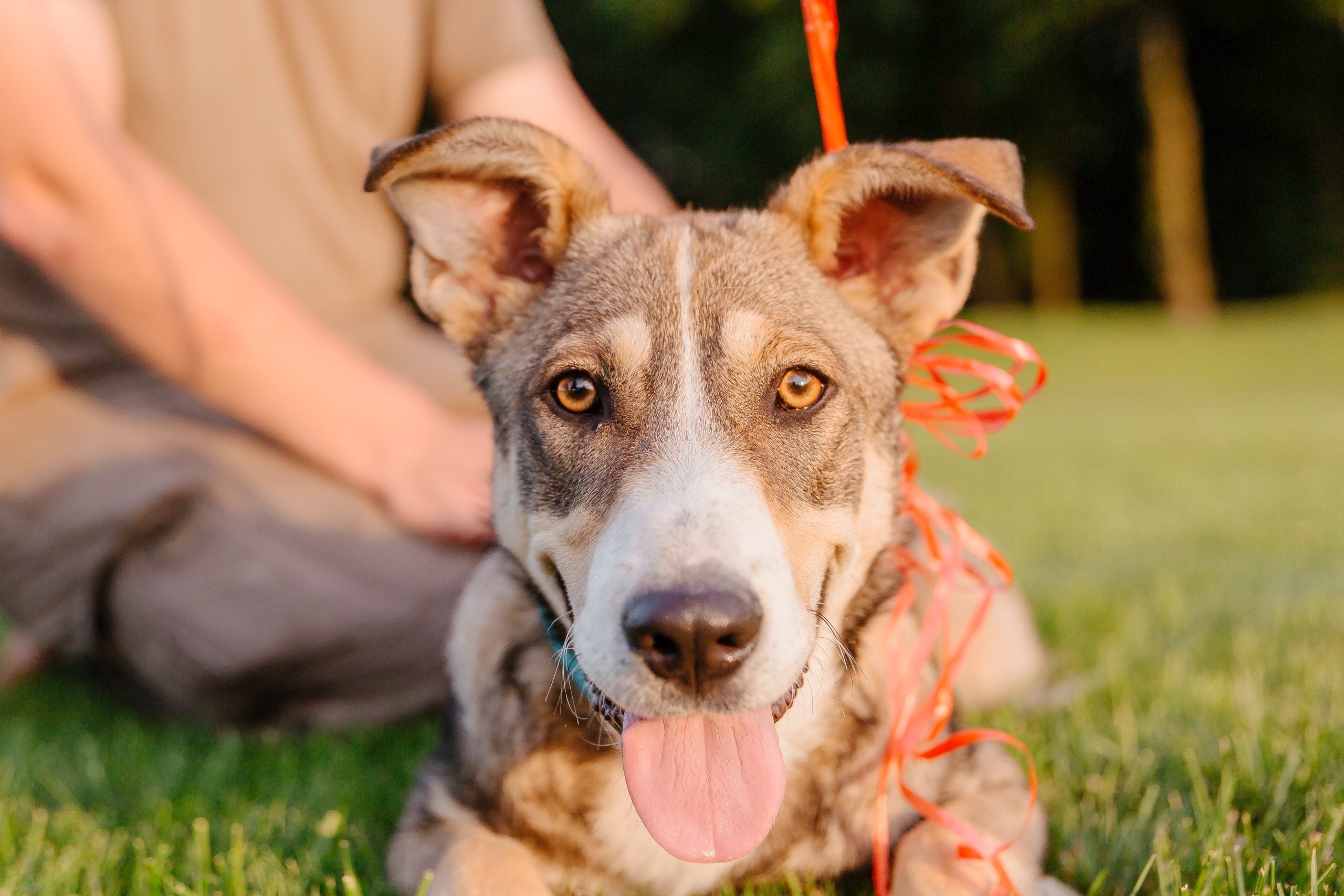 Dalton Subaru National City will be donating $100 to the Chula Vista Animal Care Facility for every pet adopted.