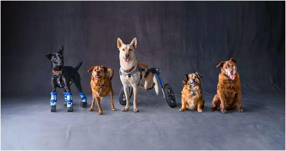 Celebrate Subaru Loves Pets