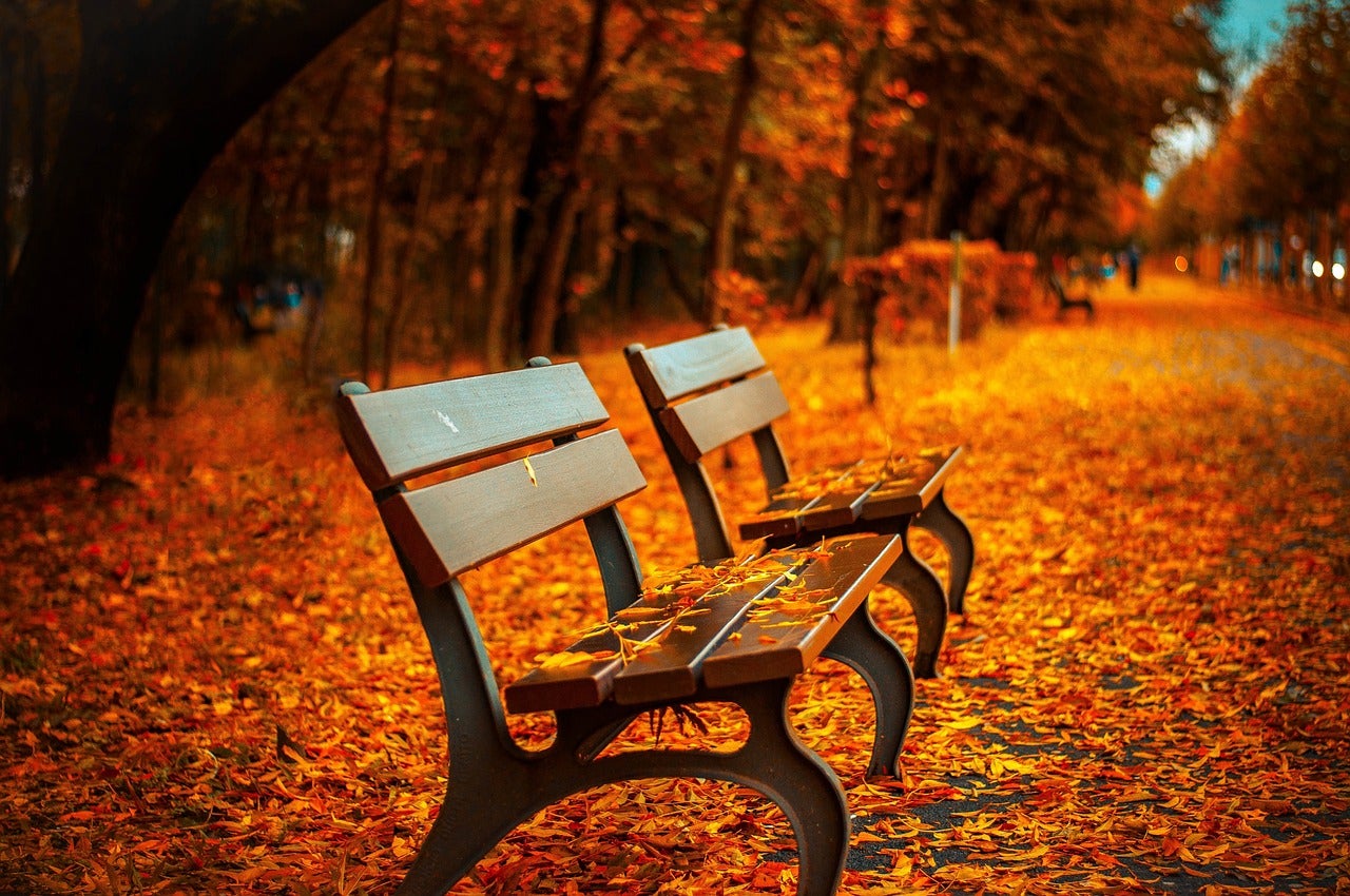 A park bench covered with autumn leaves