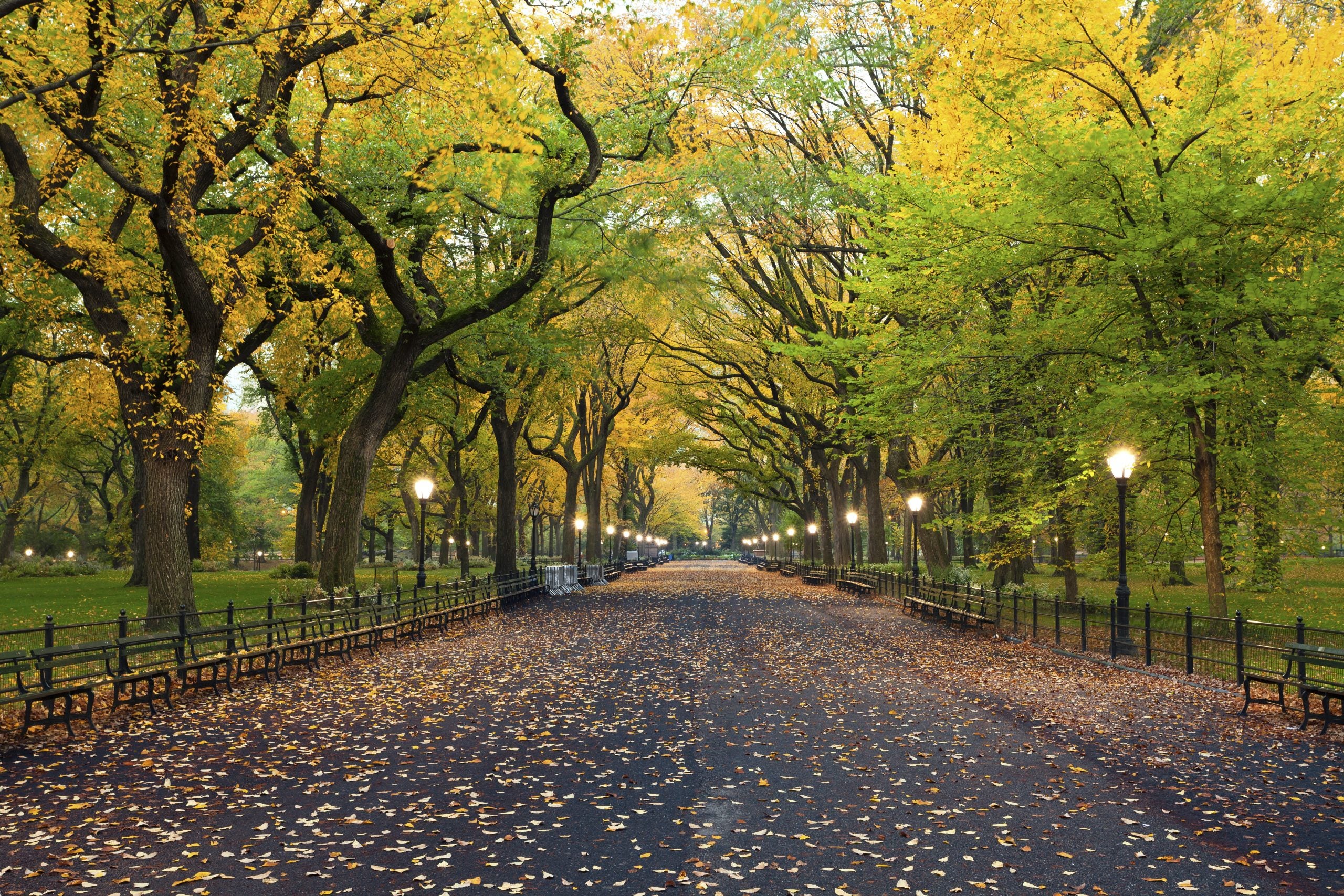 A park in autumn with leaves falling