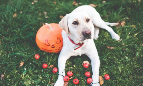 Dog laying next to pumpkin