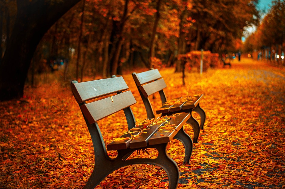 4 Fun Fall Activities You Can Drive to From Springfield, VA