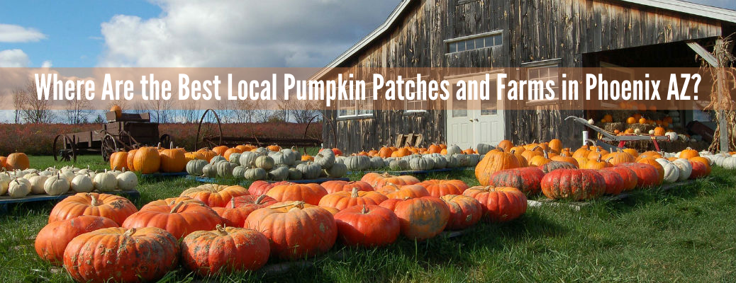 Barn with pumpkins in yard and white "Where Are the Best Local Pumpkin Patches and Farms in Phoenix AZ?" text