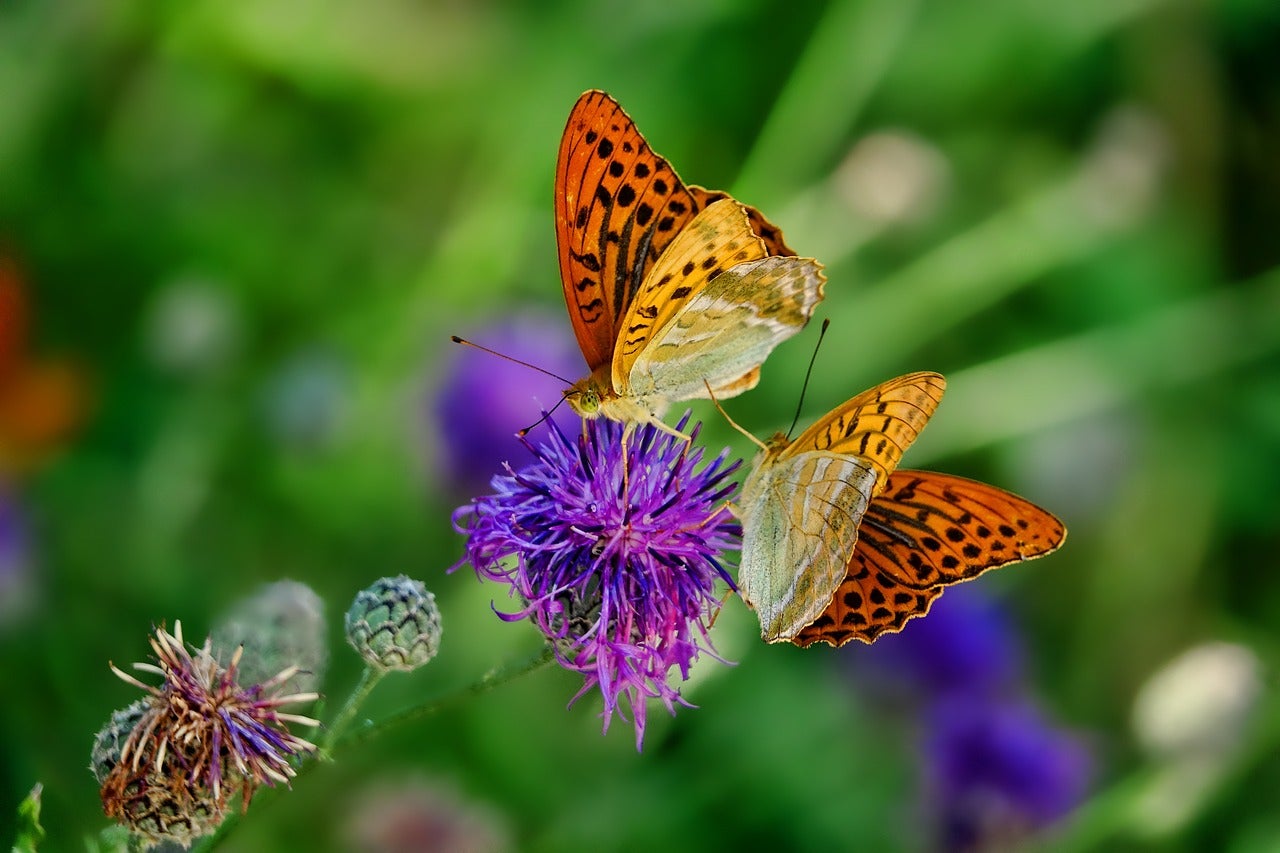 A pair of butterflies atop a flower