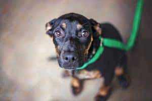 Dog Rescue