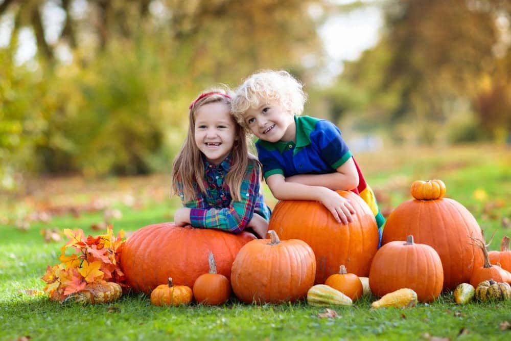 Pumpkin Picking