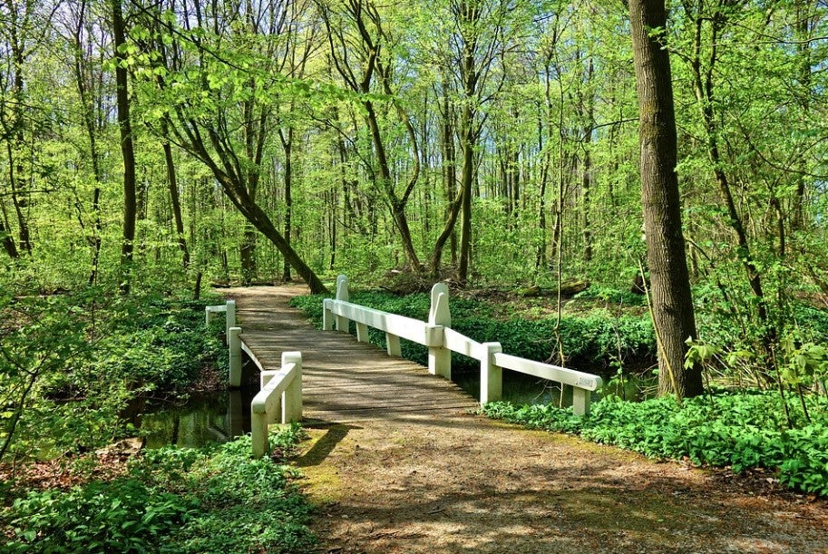 forest with bridge