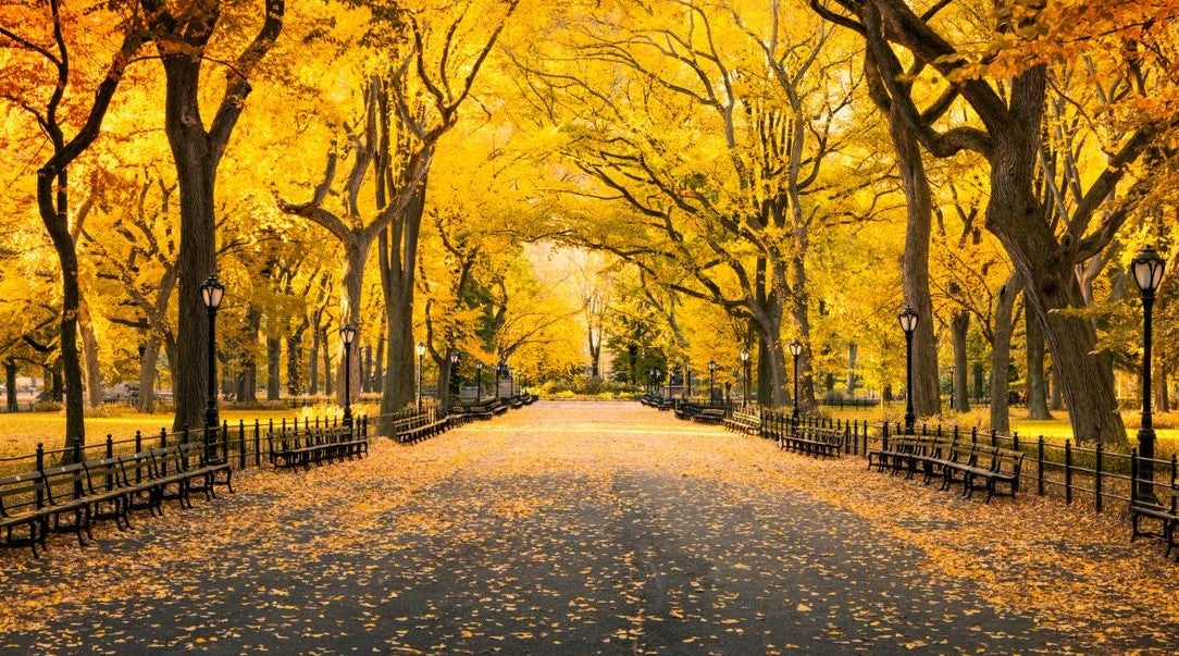 fall park