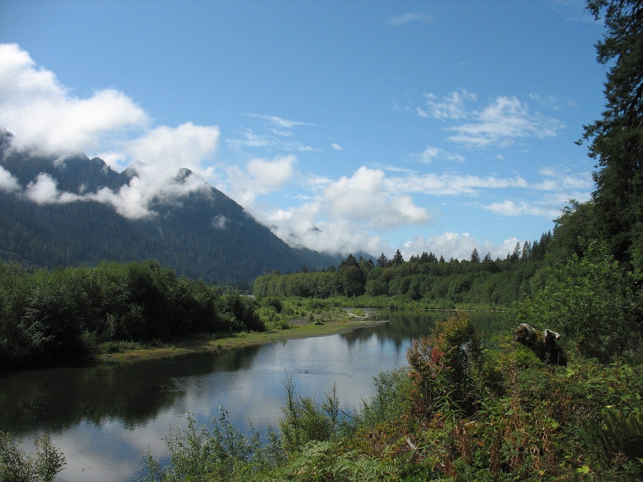 forest with lake