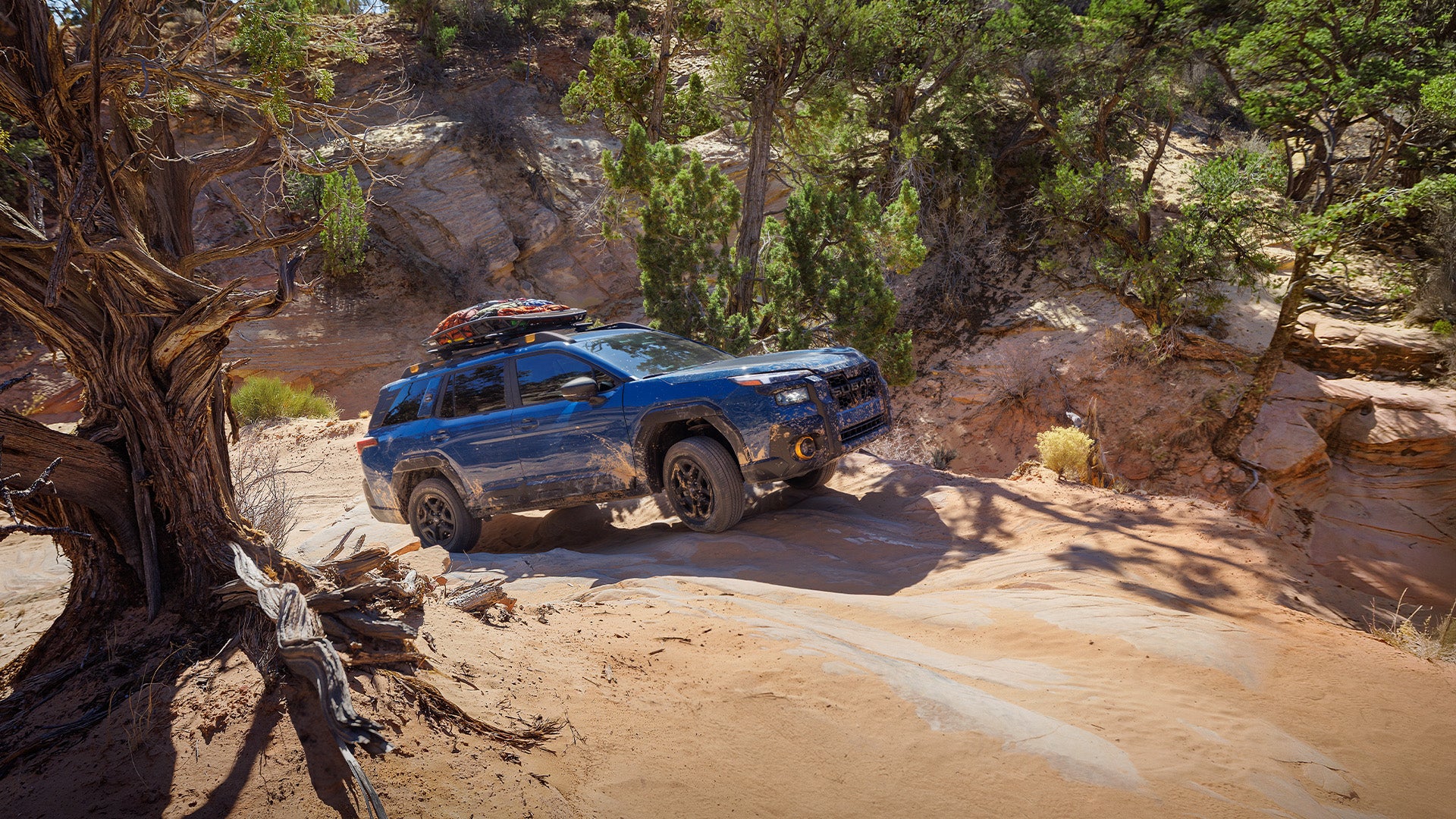 Blue Subaru Wilderness SUV navigating rocky terrain on a sunny day, roof rack loaded, near a gnarled tree.