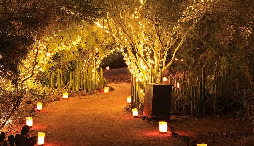a sandy pathway covered by arched trees and lit up by laterns 