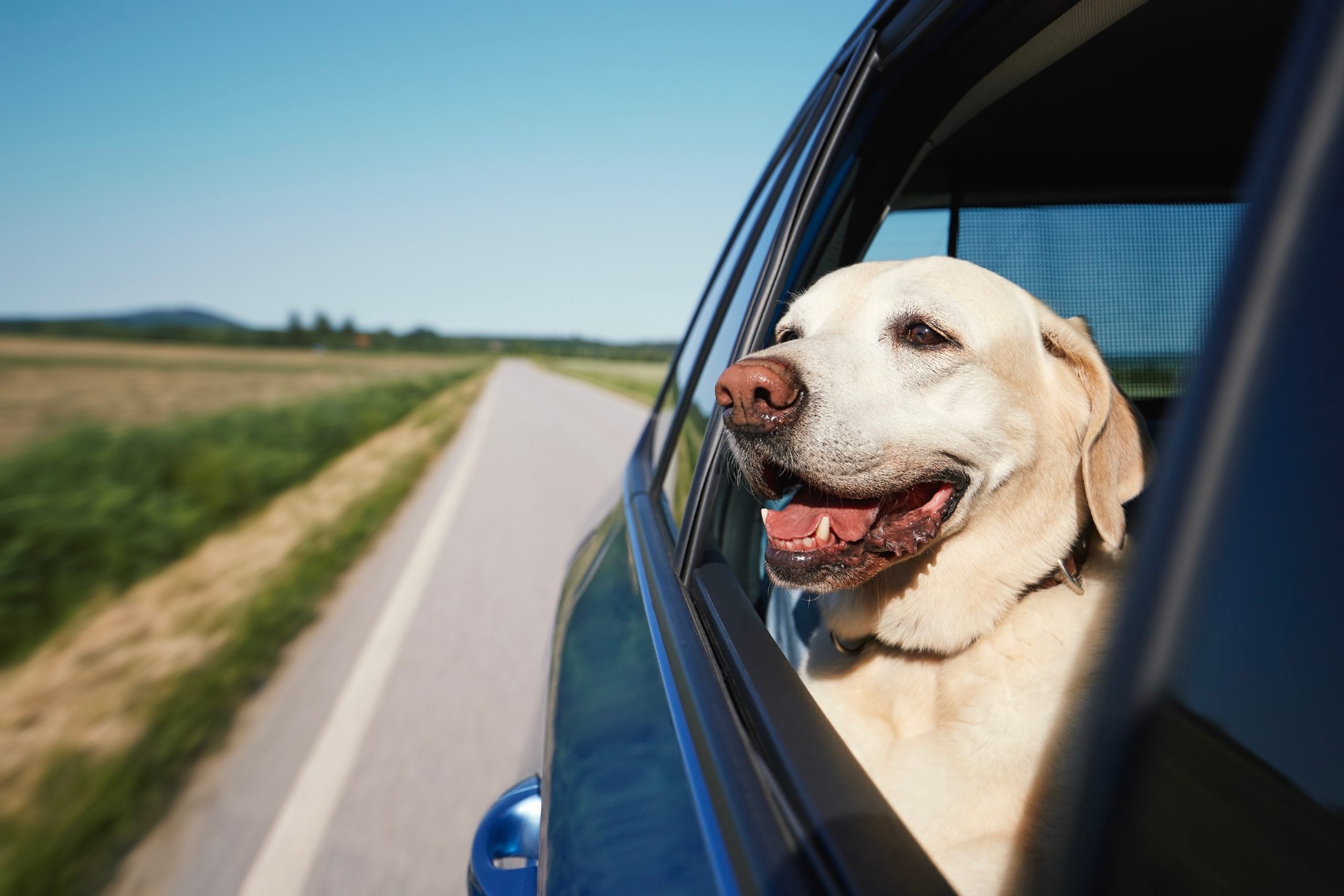 Dog In Car Window