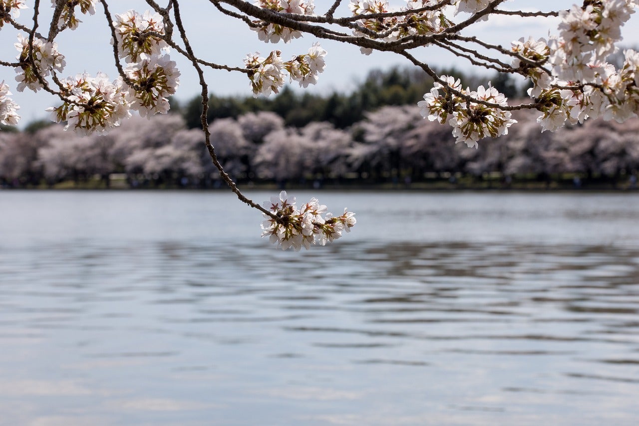 sakura-7091532_1280