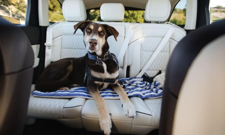 2026 Lincoln Nautilus interior back seats with dog