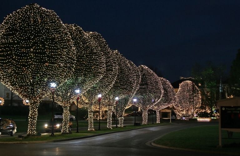 decorated trees lined up